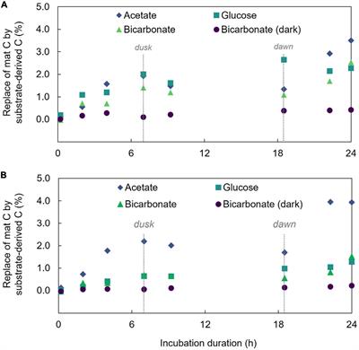 Daylight-driven carbon exchange through a vertically structured microbial community